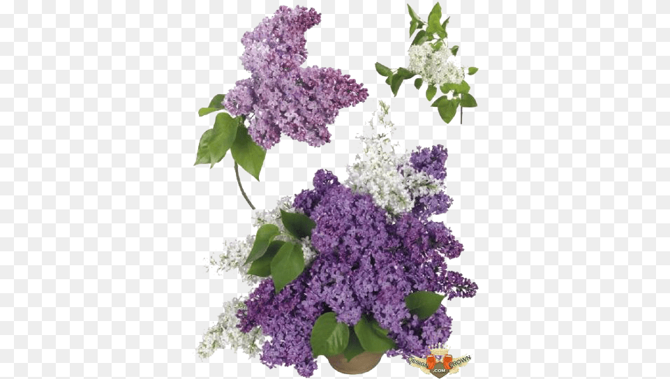 Download Free Lilac Transparent Lilac, Flower, Plant Png Image