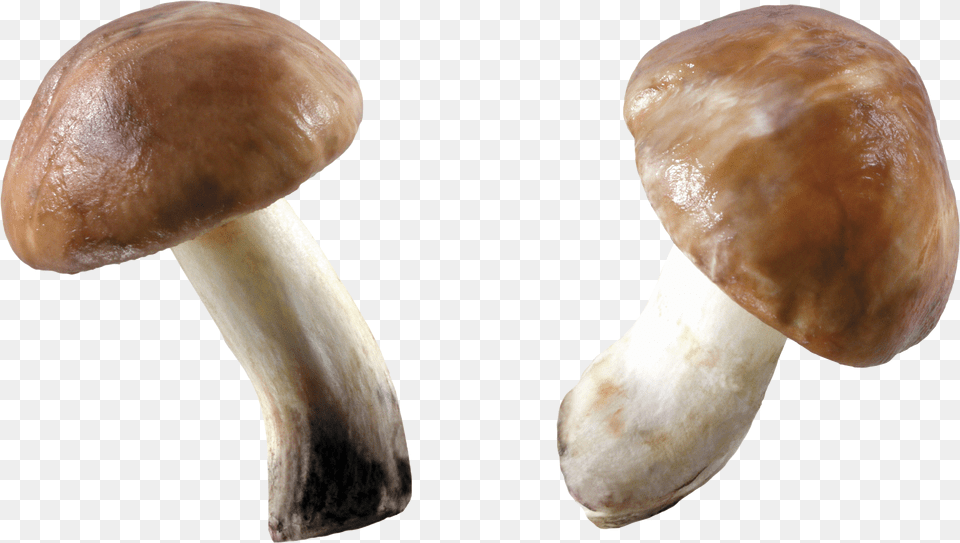 Mushroom Mushrooms Free Png Download