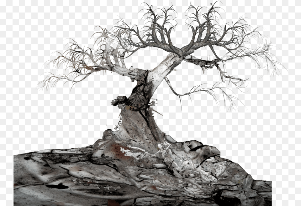 Download Free Old Tree Hanging From Tree, Plant, Potted Plant, Wood, Bonsai Png