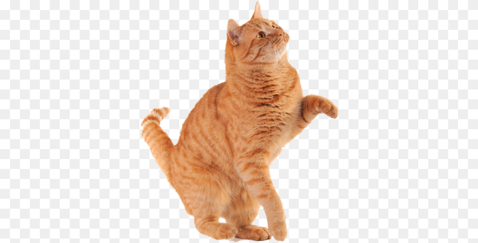 Orange Cat 97 In Collection Orange Cat Transparent, Animal, Mammal, Manx, Pet Free Png Download