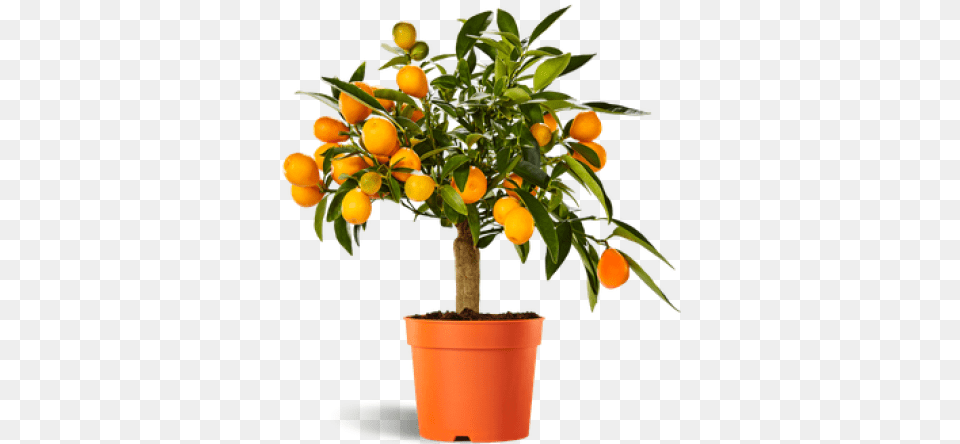 Orange Tree Plantes Pour Grande Jardiniere, Citrus Fruit, Food, Fruit, Plant Free Png Download