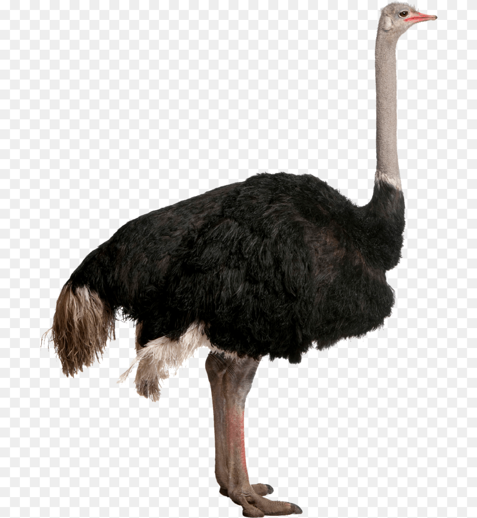 Ostrich Owl Dlpngcom Ostrich, Animal, Bird Free Png Download