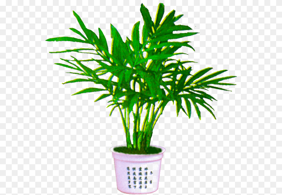 Download Free Palm Plant Image Houseplant, Leaf, Palm Tree, Potted Plant, Tree Png