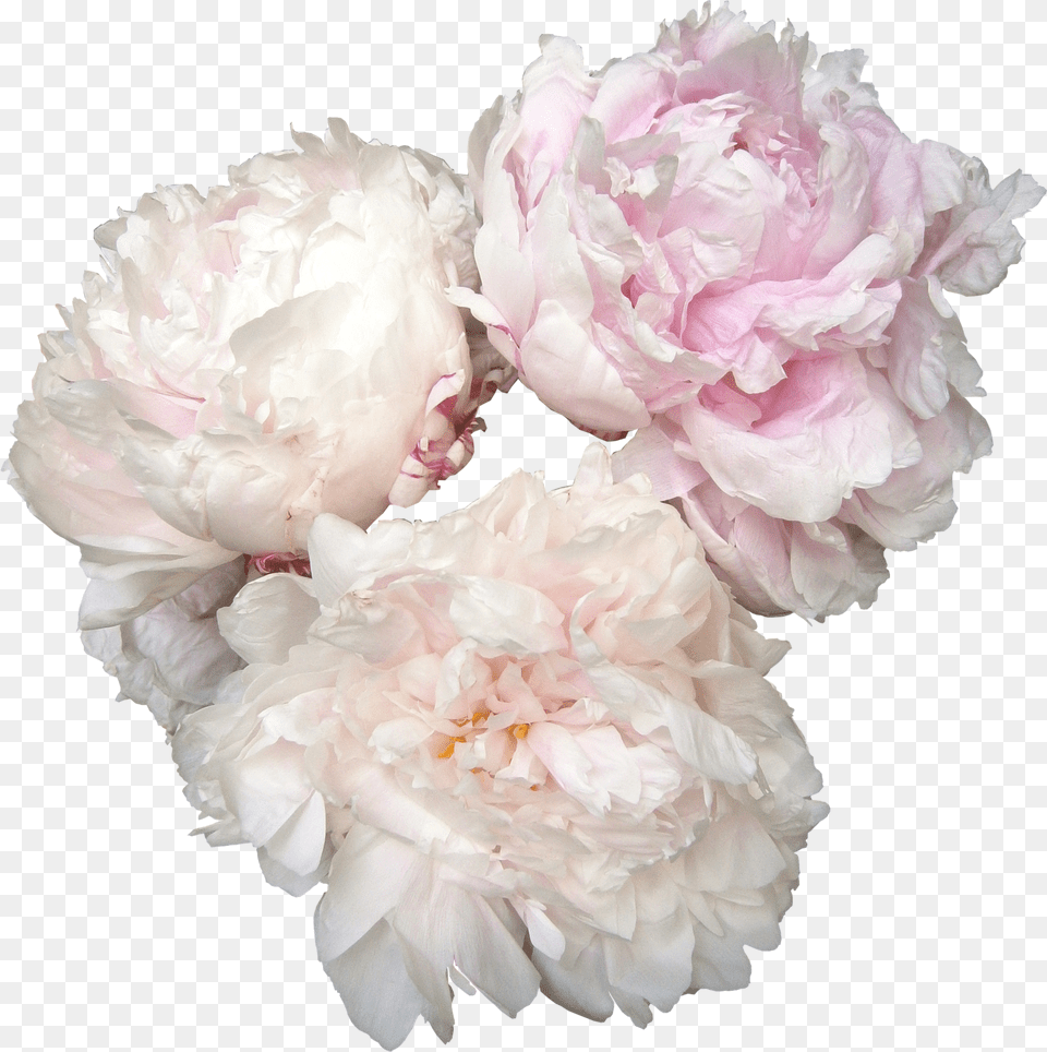 Download Peonies Photos Name Of Flowers In Bridal Bouquet, Flower, Plant, Carnation, Peony Free Transparent Png