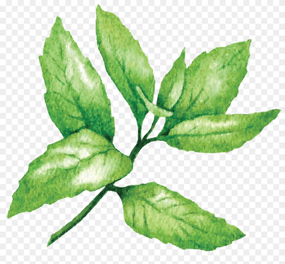 Download Peppermint Photo Peppermint, Herbal, Herbs, Leaf, Plant Free Transparent Png