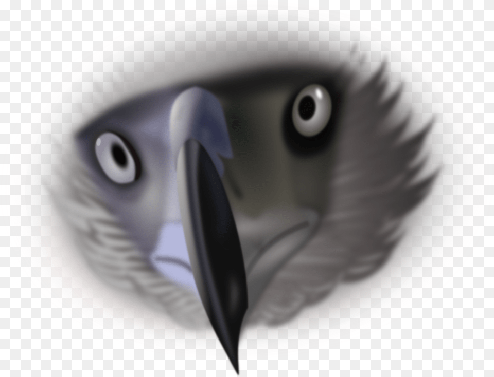 Download Free Photo Of Eaglebirdeyesanimalnature From Bird Eyes, Animal, Beak, Plate Png