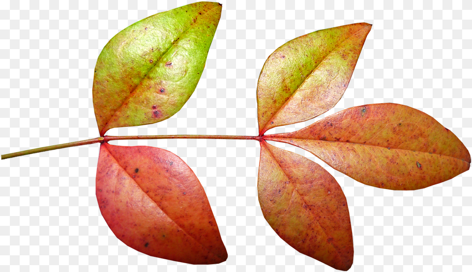 Photo Of Leaves Bamboo Autumn Fall Plant Autumn, Leaf, Tree, Food, Fruit Free Png Download