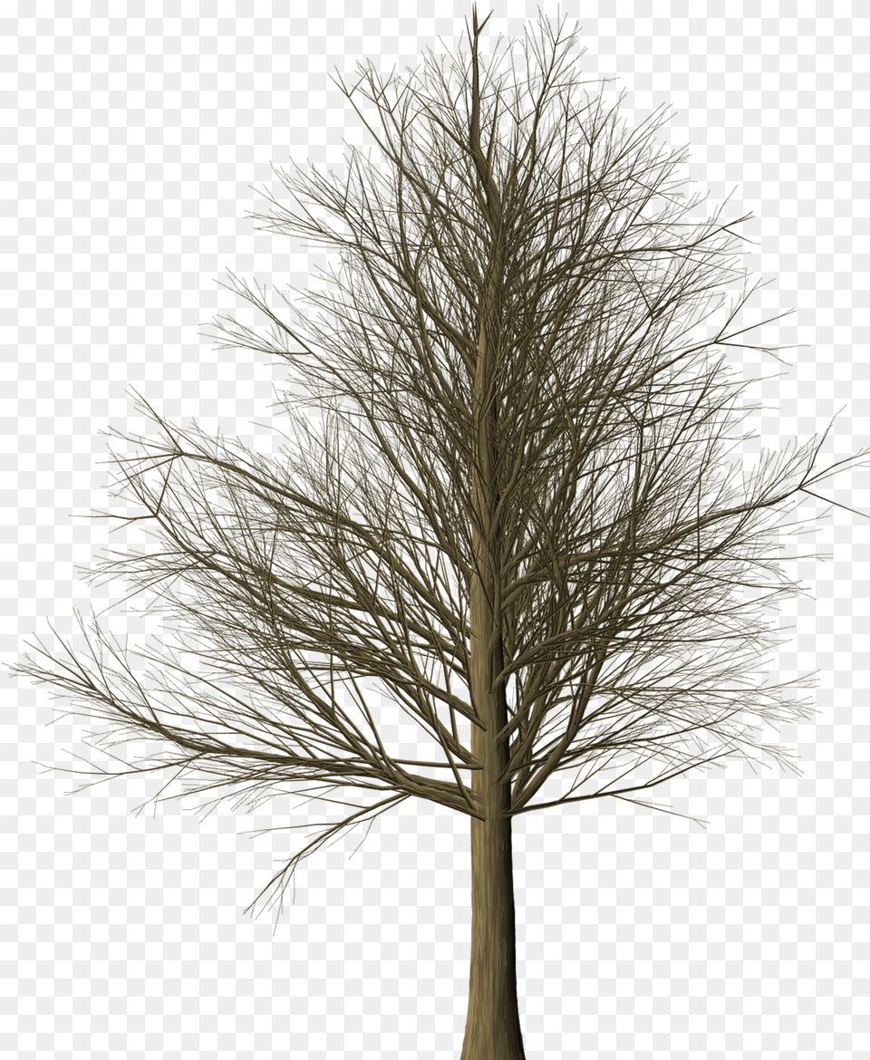 Download Photo Of Treebranchesleaflessisolated Albero, Plant, Tree, Tree Trunk, Nature Free Png