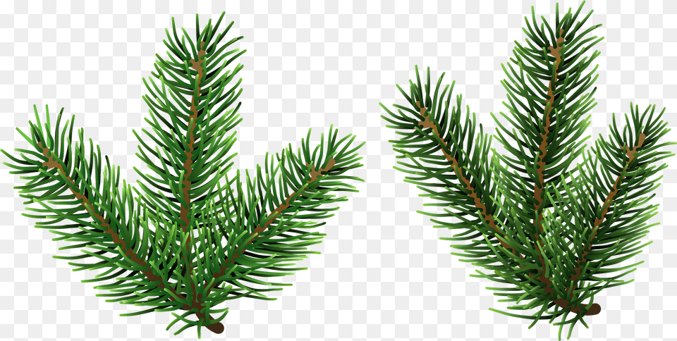 Pine Tree Branches Clip Art Gallery Transparent Background Free Png Download