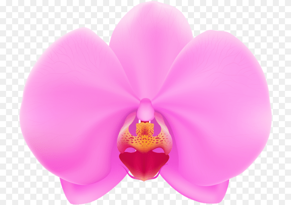 Pink Orchid Vector Orchid Flower, Plant Free Png Download