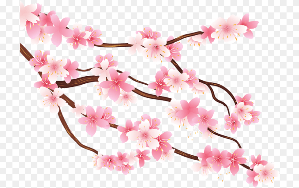 Download Pink Spring Branch Transparent Transparent Background Cherry Blossom Tree, Flower, Plant, Cherry Blossom, Chandelier Free Png