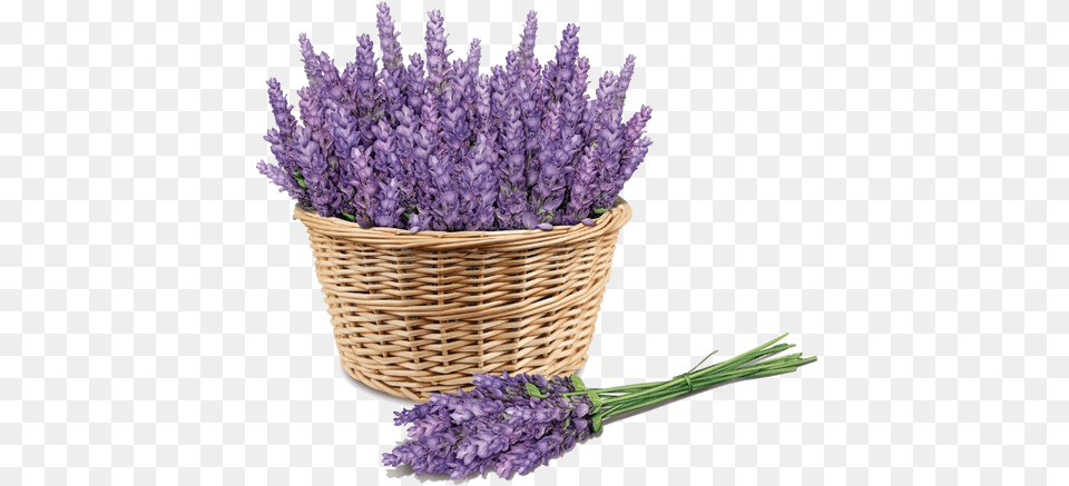 Download Free Purple Price Lavender Lavender, Flower, Plant, Basket Png Image