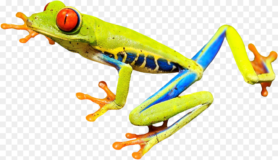 Download Free Rainforest Frog Transparent 439 Red Eyed Tree Frog Clipart, Amphibian, Animal, Wildlife, Tree Frog Png