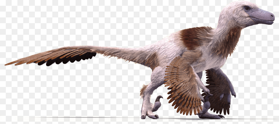 Download Raptor Bird Utahraptor Feathers Raptor Dinosaur With Wings, Animal, Vulture, Reptile Free Transparent Png