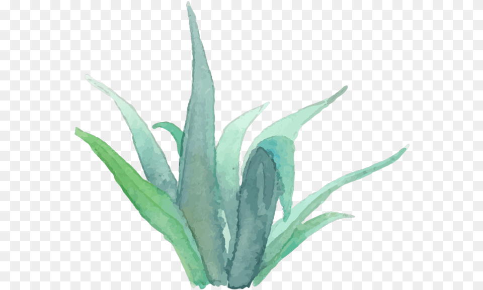 Real Succulent Estate Photographer Watercolor Succulent Plant, Aloe, Person Free Png Download