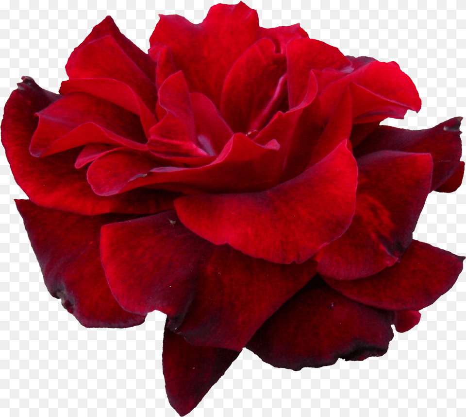 Red Flowers Transparent Images Arts Portable Network Graphics, Flower, Geranium, Petal, Plant Free Png Download