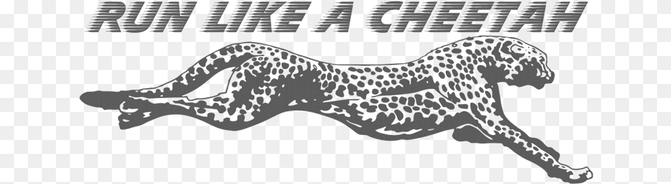 Running Cheetah Transparent Images Dlpngcom Run Like A Cheetah, Animal, Mammal, Wildlife, Person Free Png Download
