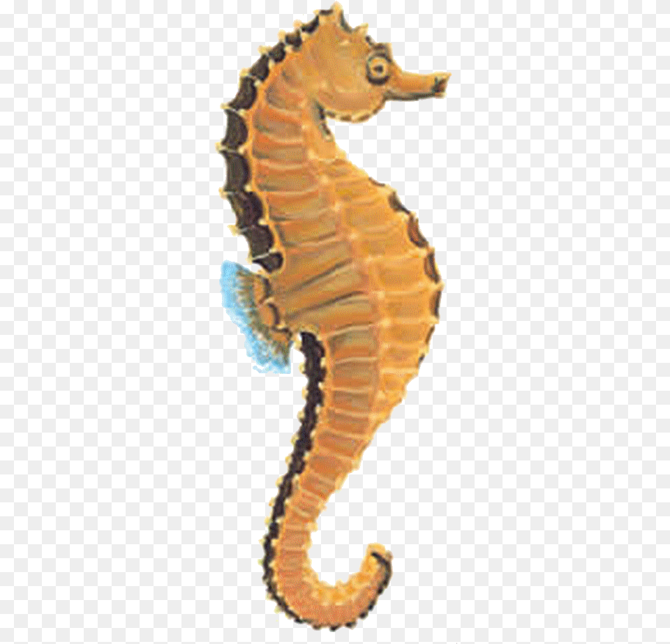 Seahorse Types Of Tropical Fish, Animal, Mammal, Sea Life, Insect Free Png Download