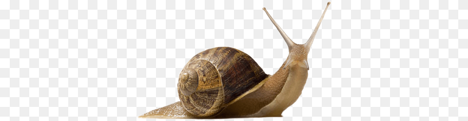 Download Free Snail Snail, Animal, Invertebrate, Smoke Pipe Png