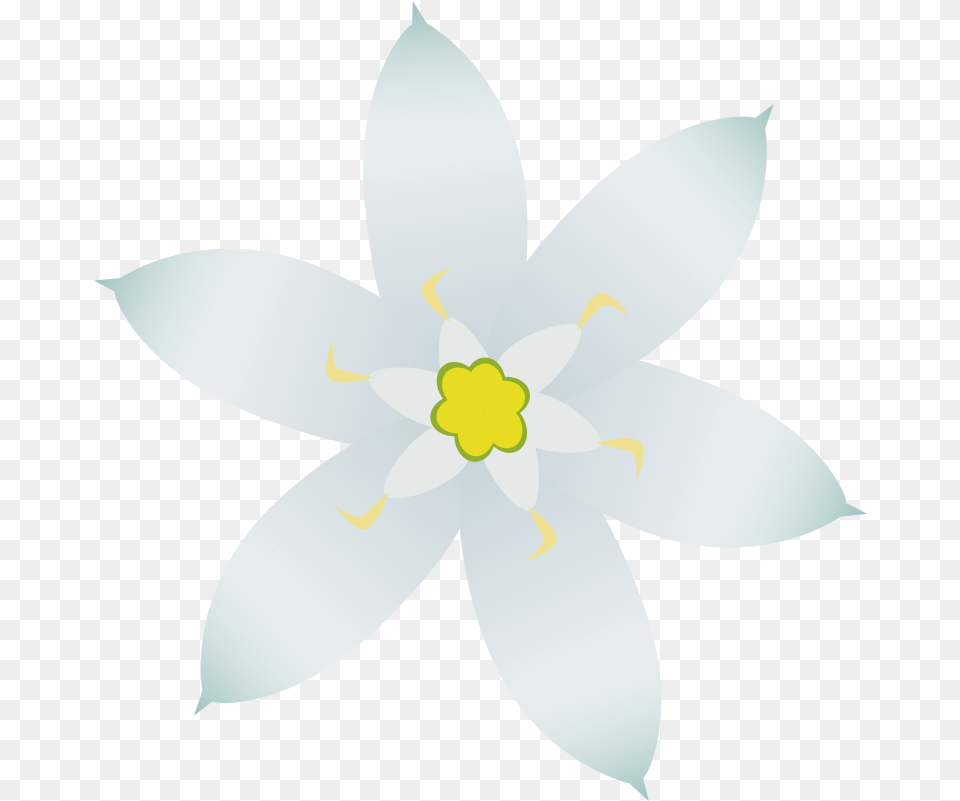 Download Star Of Bethlehem St Basilica, Anther, Flower, Plant, Animal Free Transparent Png