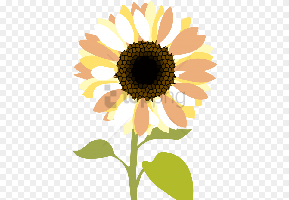 Download Free Sunflower Clipart With Cartoon Sunflower, Flower, Plant, Daisy Png Image