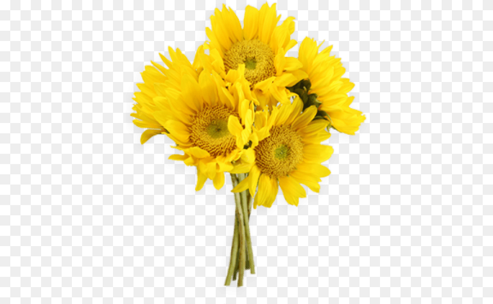 Download Sunflowers Transparent Yellow Flowers Bouquet, Flower, Plant, Sunflower, Daisy Free Png