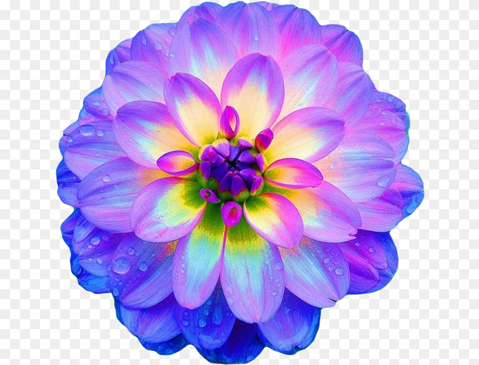 Download Transparent Flowers Beautiful Real Pictures Of Flowers, Dahlia, Flower, Plant Free Png