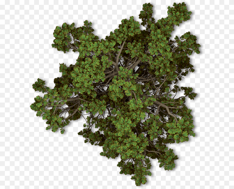 Tree Plan Arboles En Planta Top View Tree, Oak, Plant, Sycamore, Vegetation Free Png Download