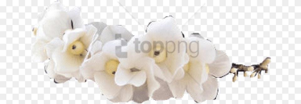 Tumblr Transparent Flower Crown Soft, Plant, Food, Popcorn Free Png Download