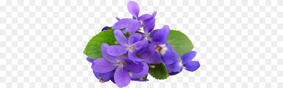 Download Free Violets Violet Essential Oil, Flower, Geranium, Iris, Plant Png Image