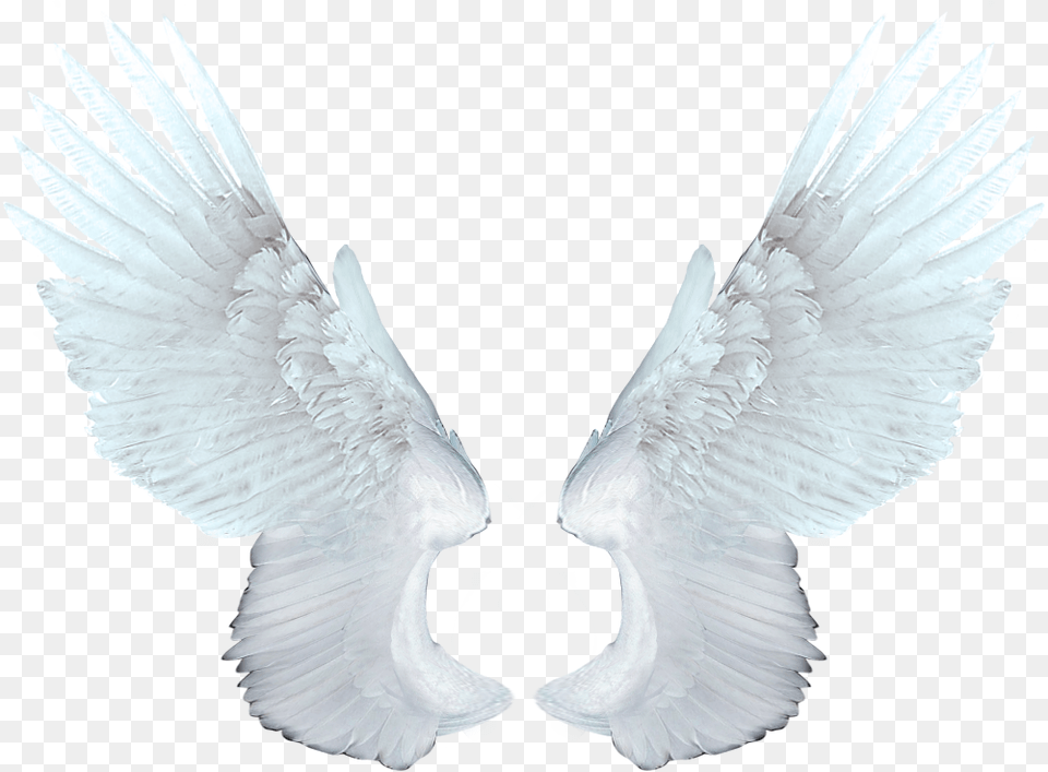 White Angel Wings Animation Of Angel Wings, Animal, Bird, Flying, Vulture Free Png Download