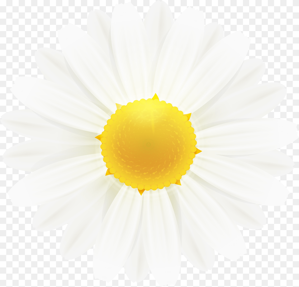 Download White Daisy Flower Clipart Gallery Flowers Free Png