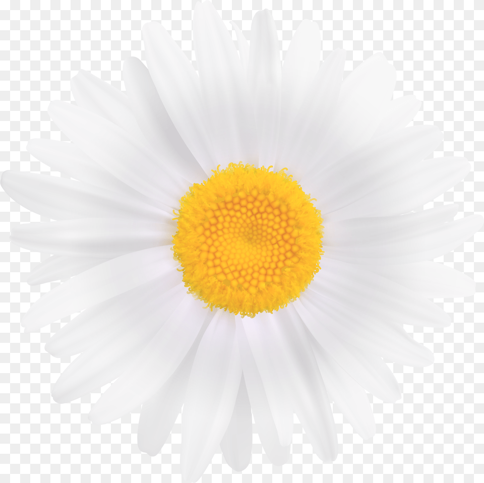 White Daisy Flower Clipart Image Customizable 3d Print Gear, Plant, Anemone, Petal Free Png Download