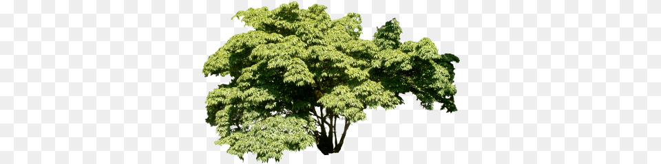 Download Wide Tree Treepng Pond Pine, Maple, Oak, Plant, Sycamore Free Transparent Png