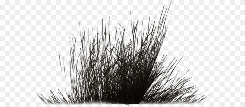 Download Winter Vegetation Bushes Black And White, Grass, Plant, Reed, Fireworks Free Png