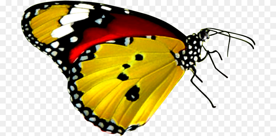 Download Yellow Butterfly Red Yellow And Black Butterfly, Animal, Insect, Invertebrate, Monarch Free Transparent Png