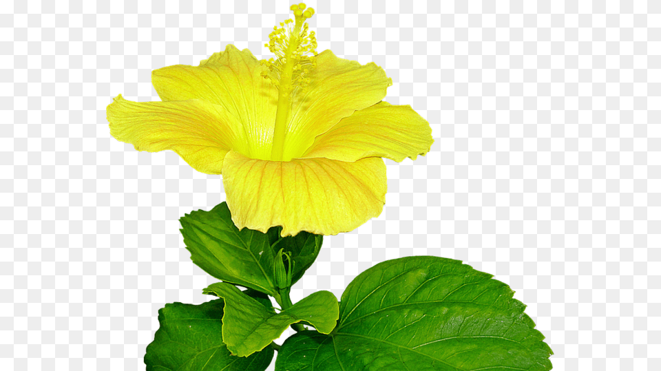 Yellow Hibiscus Flower Pist Dlpngcom Pistil, Plant, Pollen Free Png Download