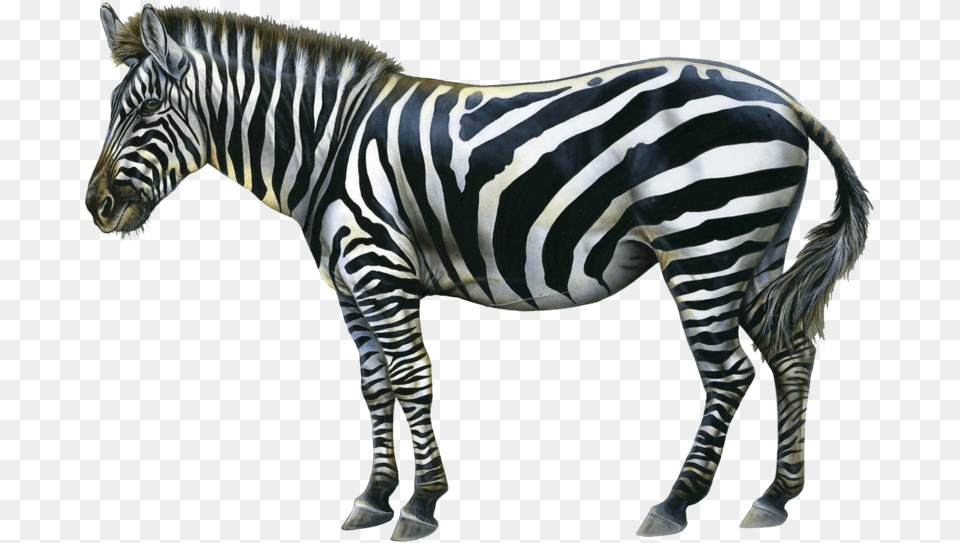 Download Zebra Image With Zebra, Animal, Mammal, Wildlife Free Png