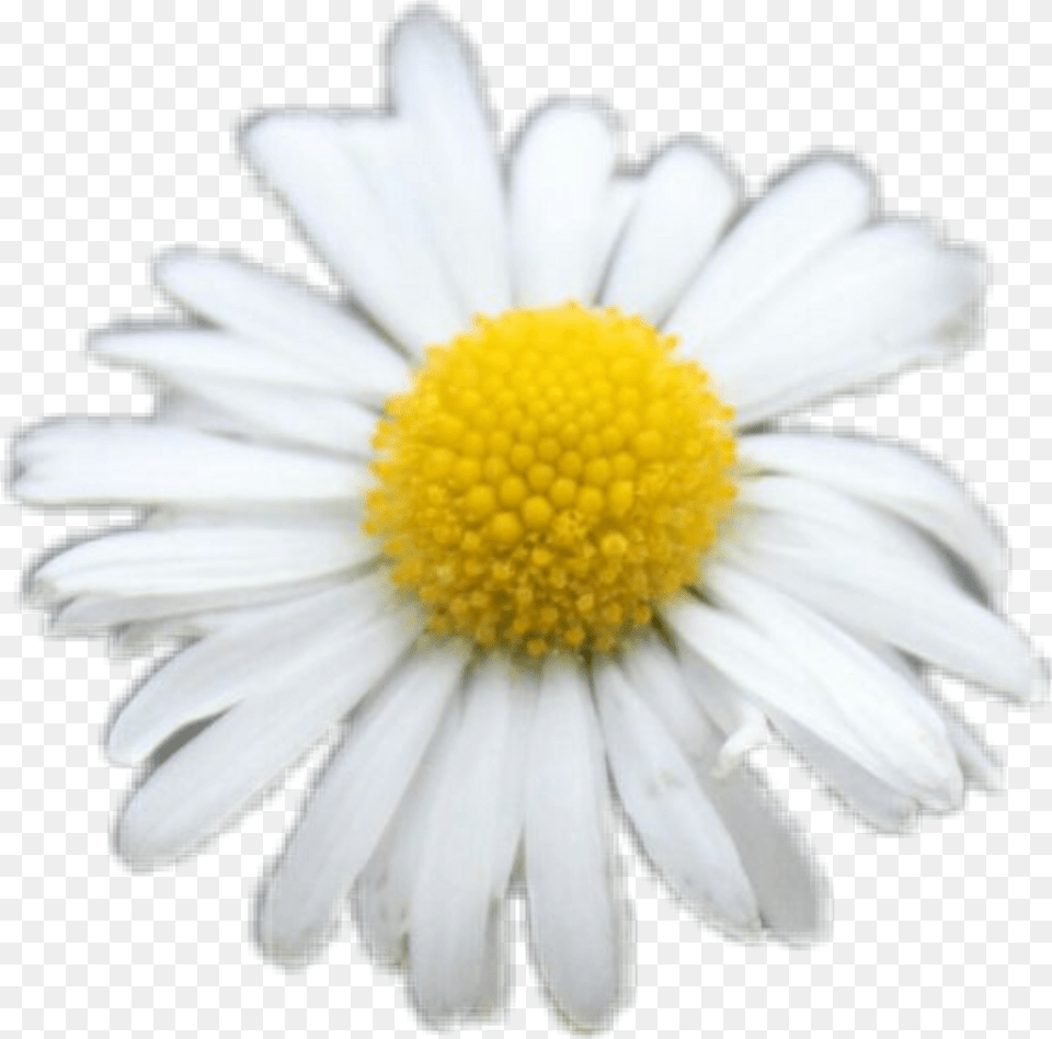 Freetoedit Daisy White Flower Flowers Yellow Cute Lovely, Petal, Plant, Anther, Anemone Free Png Download