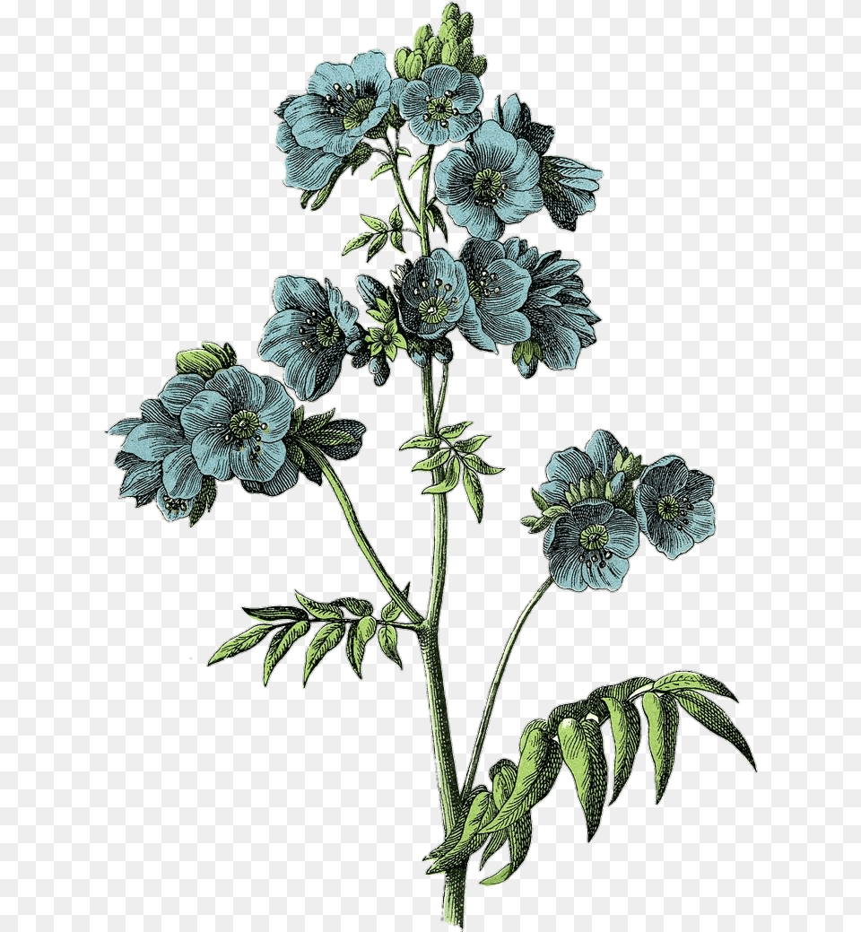 Download Freetoeditvintage Draw Flower Aesthetic Blue Botanical Flowers, Geranium, Plant, Leaf, Acanthaceae Png Image