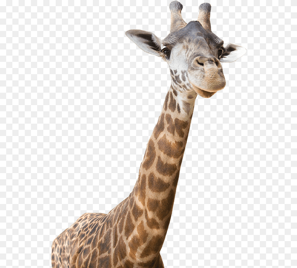 Download Freeuse Giraffe Real Zoo Animals, Animal, Mammal, Wildlife Free Transparent Png