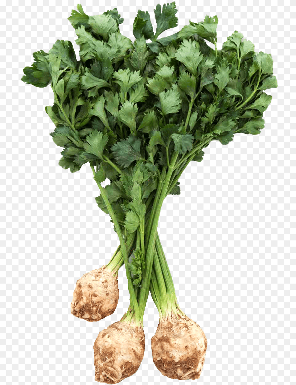 Download Fresh Celery Root With Leaves For Celery Root, Plant, Herbs, Food Png Image