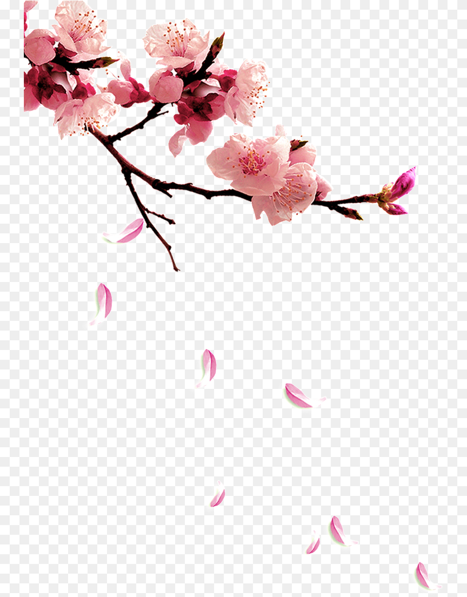 Fresh Plum Twig Plum Flower Full Size Peach Blossoms Peach Flower, Petal, Plant, Cherry Blossom, Rose Free Png Download