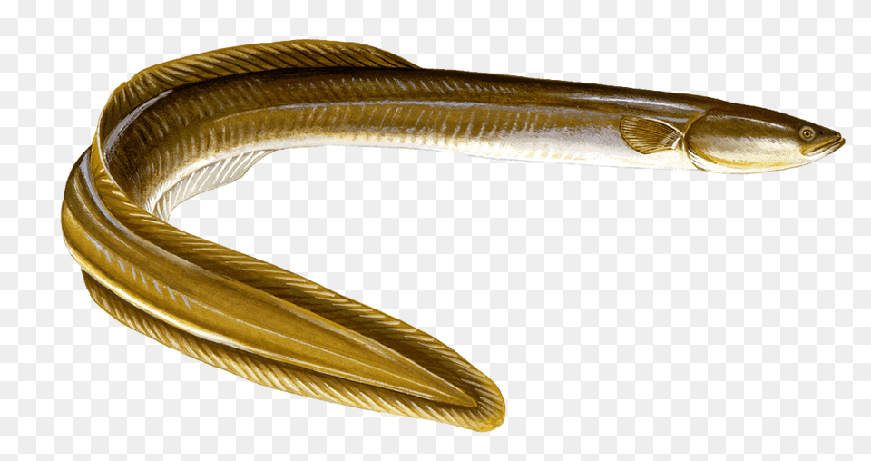 Fresh Water Eel, Animal, Fish, Sea Life Free Png Download