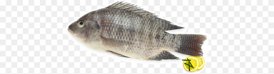 Download Fresh Water Fishes Tilapia Image With No Tilapia, Animal, Fish, Sea Life, Perch Free Png