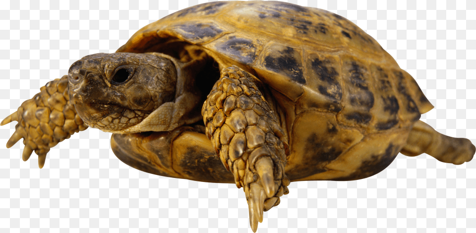 Download Friskies Optimal Fsk Turtles Vegetarian 130 Gr, Animal, Reptile, Sea Life, Tortoise Free Png