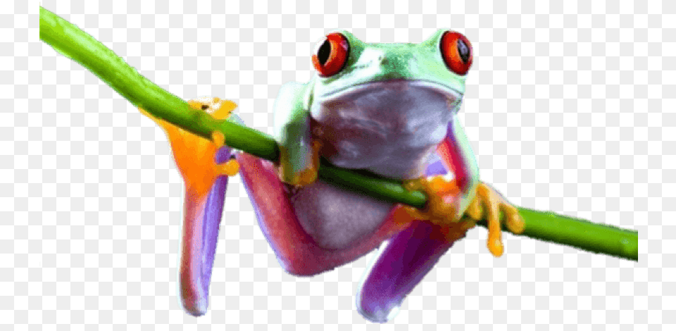 Download Frog On Branch Images Background Tree Frog Background, Amphibian, Animal, Wildlife, Tree Frog Png