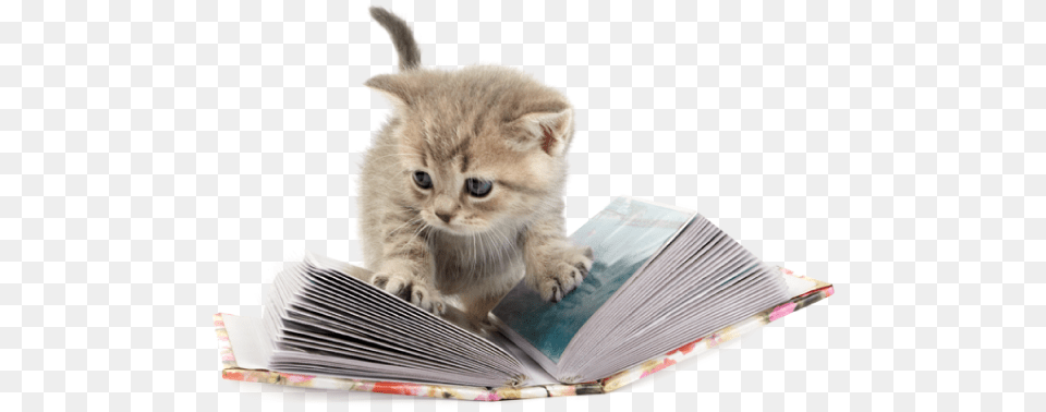 Download From Heart Warming Stories Of Shelter Kittens Kitten, Animal, Cat, Mammal, Pet Free Png