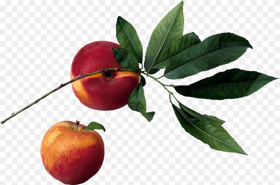 Download Fruit In Tree Image Peach Tree, Apple, Food, Plant, Produce Png