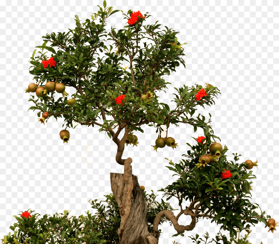 Download Fruit Root Green Pomegranate Tree Background Free Png